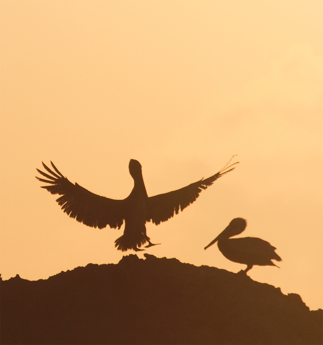 Naturaleza y aves en Huatulco, Oaxaca