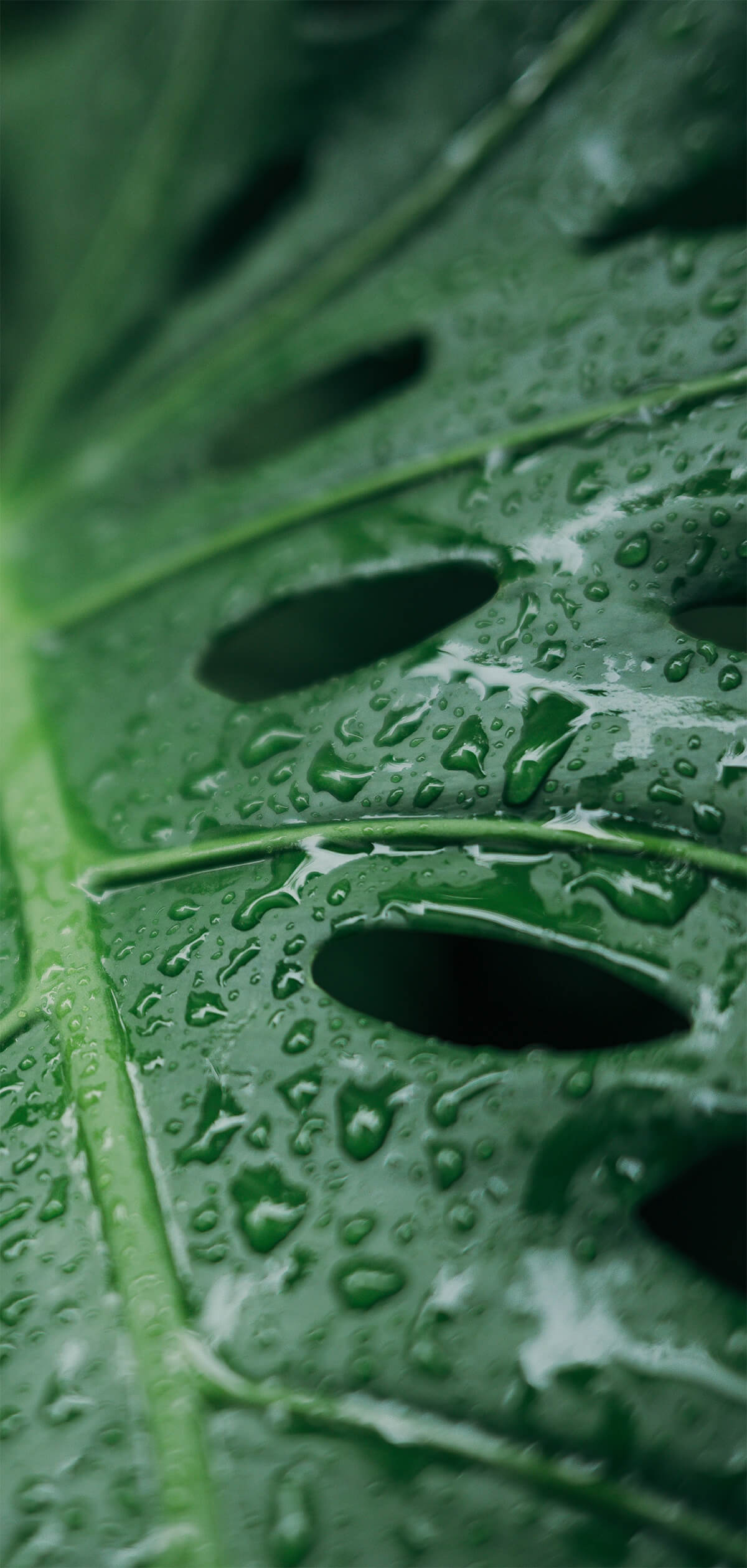 Eco living: naturaleza y diseño